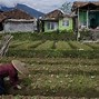 Berita Sekarang Gempa